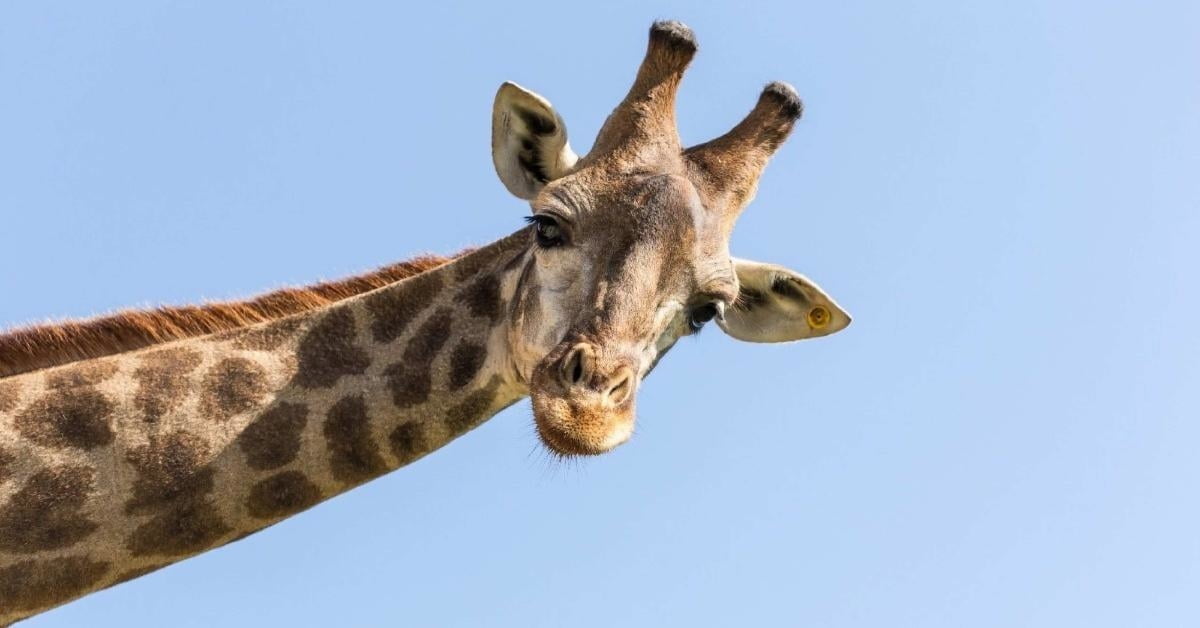 giraffee