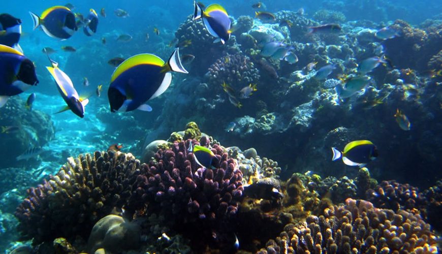 Mombasa Marine National Park & Reserve
