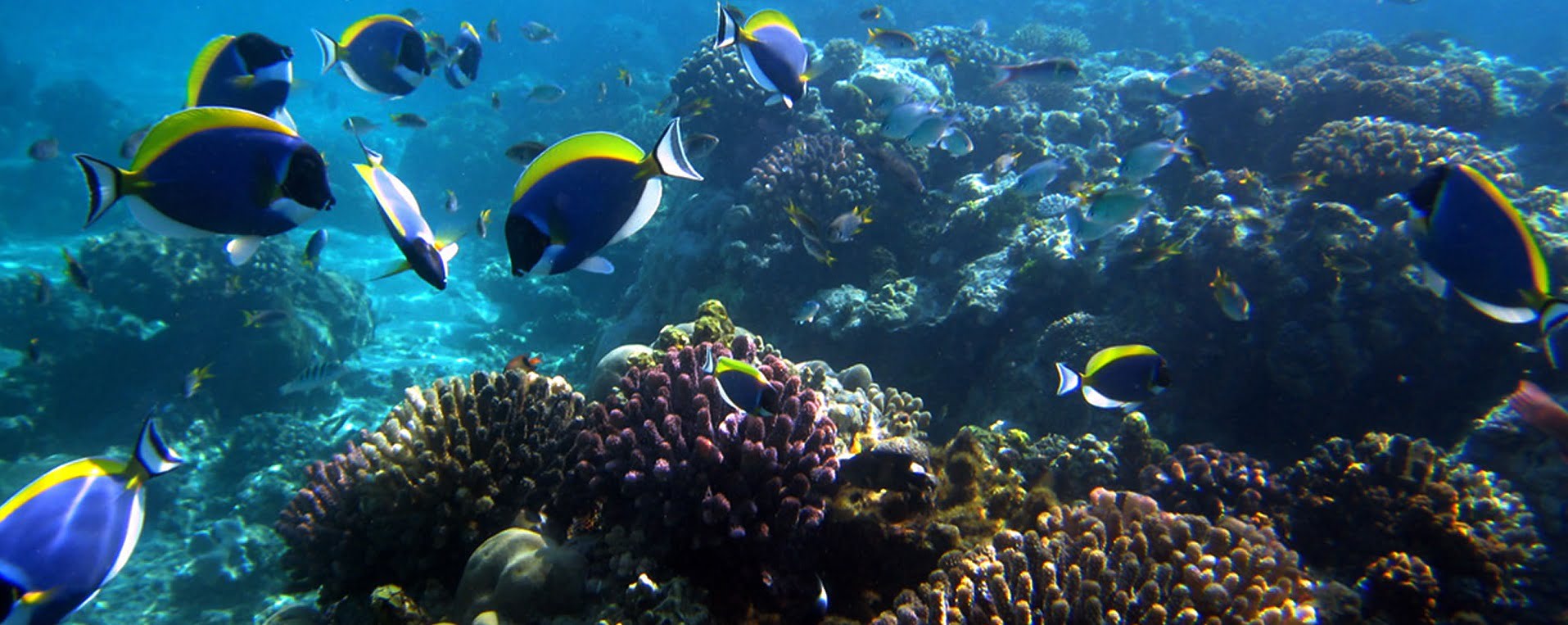 Mombasa Marine National Park & Reserve