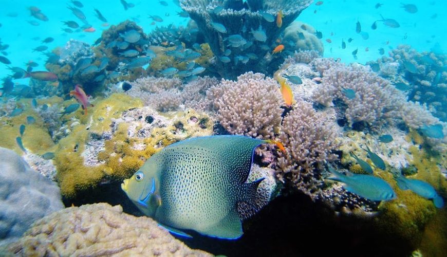 Kisite-Mpunguti Marine Park