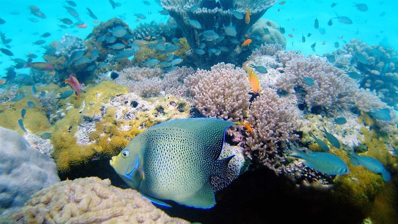 Kisite-Mpunguti Marine Park