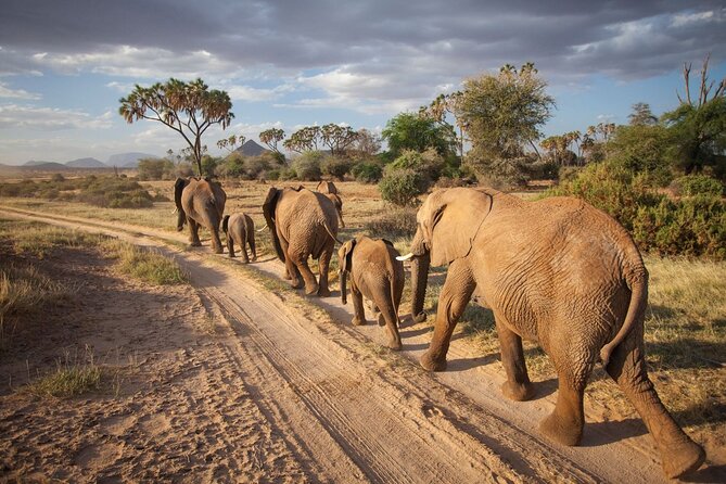 (2 Days, 1 Night) Day & Night Game Drive Tsavo East National Park