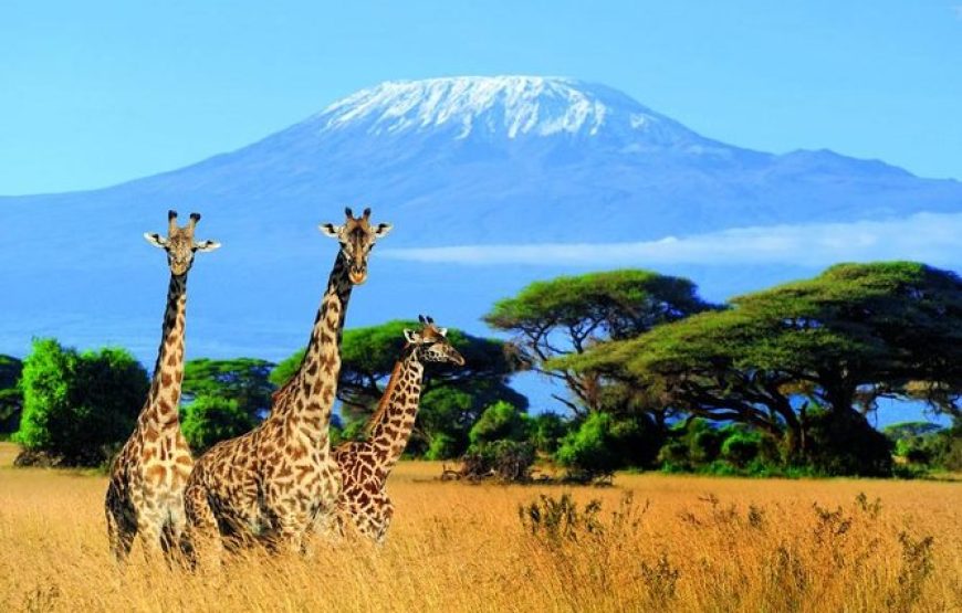 Kilimanjaro Special-( Tsavo West, Amboseli & Tsavo East Safari)