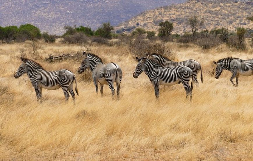 Kilimanjaro Special-( Tsavo West, Amboseli & Tsavo East Safari)