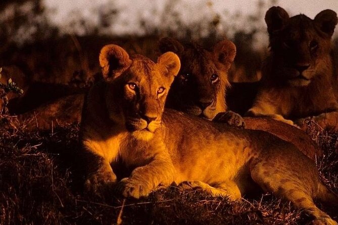 (2 Days, 1 Night) Day & Night Game Drive Tsavo East National Park