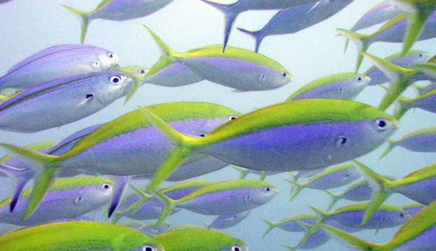 Malindi Marine Park and Reserve