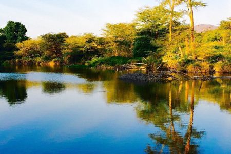Mzima Springs: A Wildlife Haven
