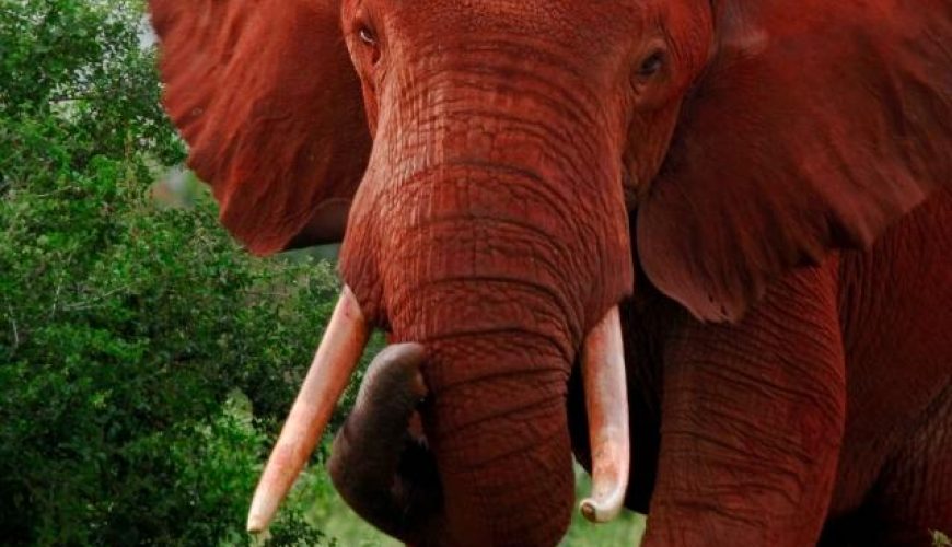 15 Must-Visit Historic Sites In Kenya's Coastal Region (2)