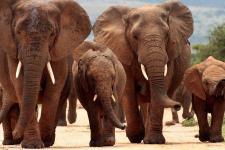 Tsavo East National Park