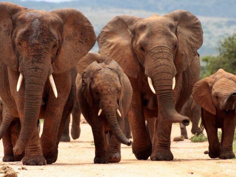 Elephants at Tsavo East National Park